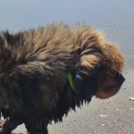 Tibetan Mastiff Pepe, ca. 01/2018, ca. 80 cm