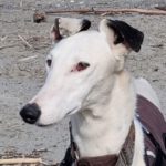 Galgo Pinocho, 03/2022, ca. 72 cm