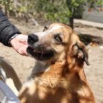 Mischling Rantanplan, 70 cm, 06/2019