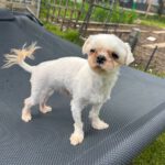 Malteser Rider, 04/2023, ca. 30cm, 35096 Weimar-Wenkbach