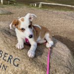 Mischling Rieke, 01/2024, Endgröße ca. 45 cm, 21244 Buchholz