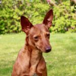 Podenco Shanya, 03/2021, ca. 40 cm, 80469 München