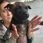 Mischling Silver, 01/2024, Endgröße ca. 55- 65 cm