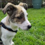 Mischling Sly, 01/2024, Endgröße ca. 40 cm, 48612 Horstmar