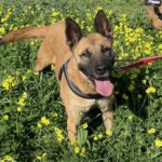 Malinois Smile, 04/2018, 65 cm