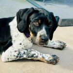 Pointer Mischling Stirling, 12/2023, Endgröße ca. 50 cm