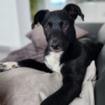 Mischling Theo, 12/2023, Endgröße ca. 55- 65 cm, 94036 Passau