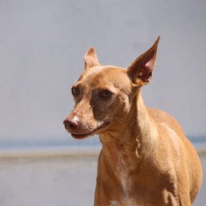 Podenco Tina, 01/2020, ca. 40 cm