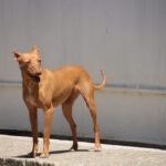 Podenco Tina, 01/2020, ca. 40 cm