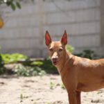 Podenco Tina, 01/2020, ca. 40 cm