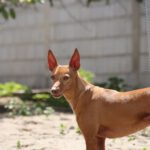 Podenco Tina, 01/2020, ca. 40 cm