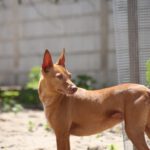 Podenco Tina, 01/2020, ca. 40 cm