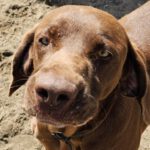 Bracke-Labrador-Mischling Tom, 05/2019, ca. 60 cm