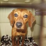 Mischling Victoria, 02/2021, ca. 40 cm