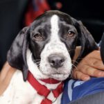 Pointer Mischling Violet, 12/2023, Endgröße ca. 50 cm, 61352 Bad Homburg