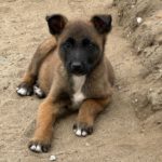 Malinois Mischling Will, 01/2024, Endgröße ca. 55-65 cm