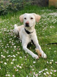 Labrador Mischling Willy, 02/2022, ca. 55 cm, 64297 Darmstadt