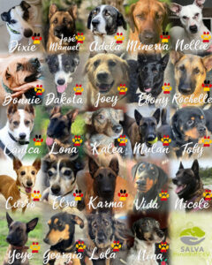 SALVA Motto im April: Leishmaniose-Hunde