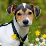 Bodeguero Apus, 12/2023, Endgröße ca. 40-43 cm, 71384 Weinstadt