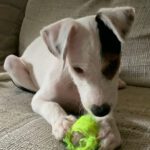 Bodeguero Aries, 01/2024, Endgröße ca. 40 cm, 27777 Ganderkesee