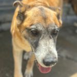 Mischling Bailey, 05/2016, ca. 60 cm