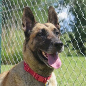 Malinois Mischling Berry, 04/2016, ca. 70 cm