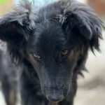 Mischling Bindi, 04/2023, ca. 45 – 50 cm