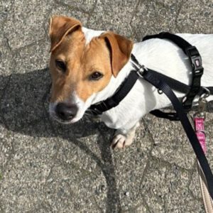 Jack Russell Terrier Mischling Bolo, 01/2023, ca. 30 cm, 38446 Wolfsburg