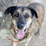 Mastin Brandy, 04/2011, ca. 75 cm