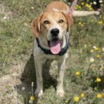 Mastin Mischling Bubbaloo, 01/2023, ca. 65 cm