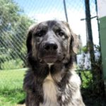 Mastin Buda, 06/2023, ca. 75 cm