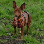 Podenco Maneto Candela, 04/2021, ca. 35 cm, 76833 Frankweiler