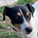 Bodeguero Mischling Candy, 05/2021, ca. 40 cm