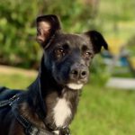 Mischling Cantra, 12/2023, Endgröße ca. 45 cm, 61273 Wehrheim