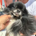 Pomeranian Mischling Carlito, 05/2014, ca. 30 cm