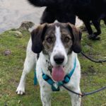 Mischling Carlos, 11/2021, ca. 60 cm, 44147 Dortmund