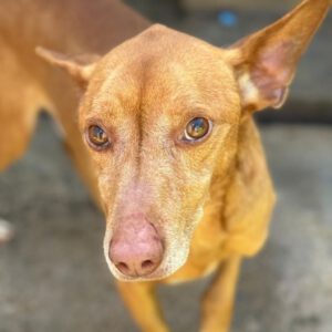 Podenco Chico, 05/2019, ca. 40 cm