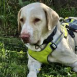 Labrador Mischling Ciara, 02/2022, ca. 63 cm, 73614 Schorndorf