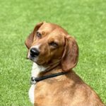 Magyar Vizsla Cleo, 05/2022, ca. 50 cm, 21224 Rosengarten