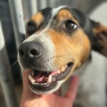 Bodeguero Coco, 09/2022, ca. 40 cm