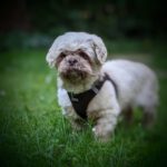 Shi Tzu Coco, 03/2017, ca. 30 cm, 30880 Laatzen