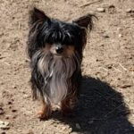 Yorkshire Terrier Chihuahua Mischling Coco, 05/2020, ca. 20 cm