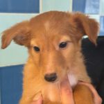 Podenco Mischling Conan, 02/2024, Endgröße ca. 45 cm