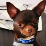 Chihuahua Conguito, 12/2022, ca. 22 cm, 69257 Wiesenbach