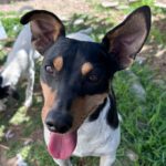 Bodeguero (-mischling?) Crash, 05/2023, ca. 40 cm