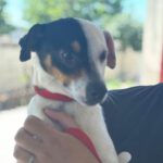 Bodeguero Curra, 05/2022, ca. 35 cm