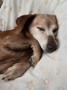 Podenco Maneto Diana, 10/2009, ca. 35 cm, 07980 Berga-Wünschendorf