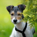 Bodeguero Draco, 12/2023, Endgröße ca. 40-43 cm, 71384 Weinstadt