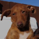 Podenco Draco, 12/2023, ca. 30 cm