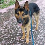 Schäferhund Drako, 03/2020, ca. 65 cm, 24996 Sterup